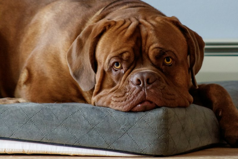 Large dog resting on a thick foam bed