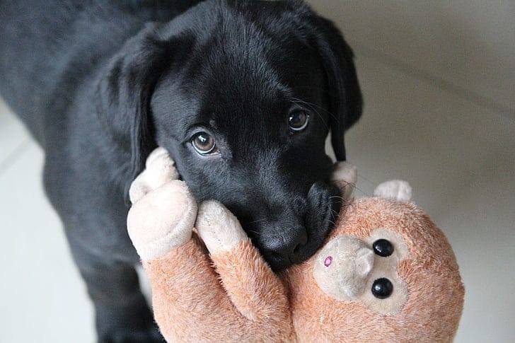 Black lab puppy cuddling a plush toy