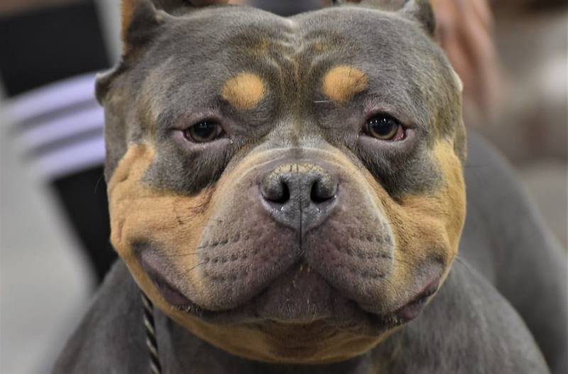 Portrait of a large bully breed dog