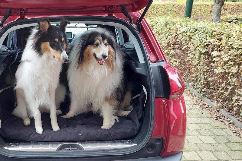 Two collies sitting in the open boot of a car