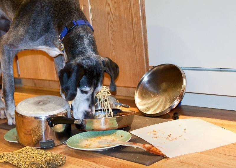 Dog sniffing bowls of food on a table