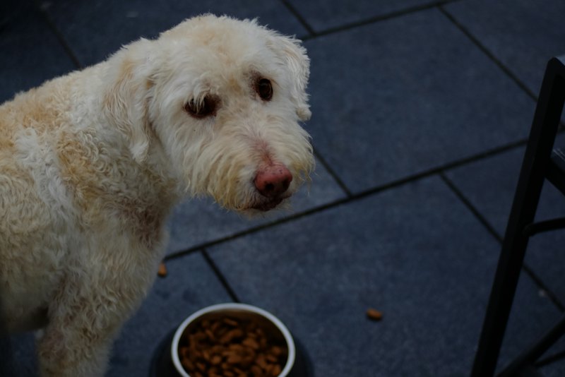 Older dog standing beside a bowl of food