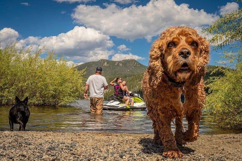 Wet dog walking out of a lake