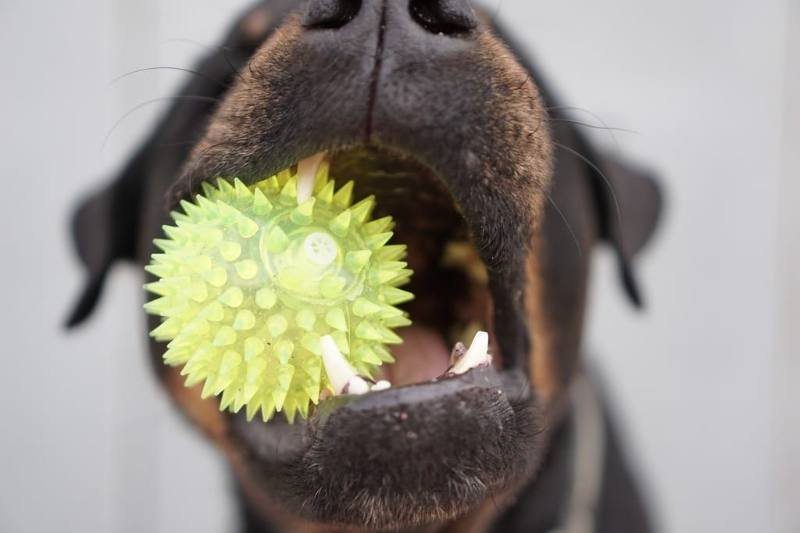 Dog holding a ball in its mouth