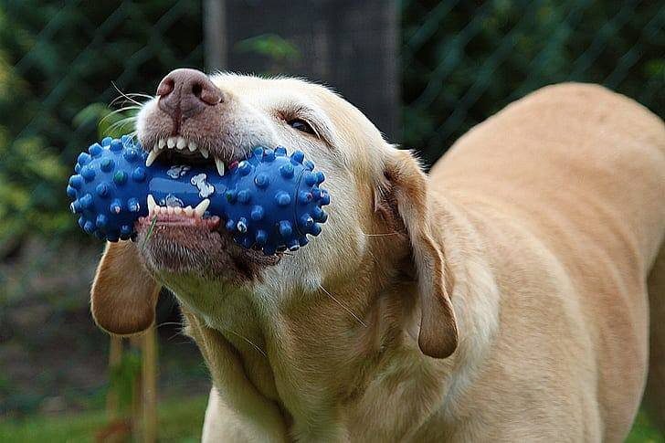 Dog chewing a blue toy