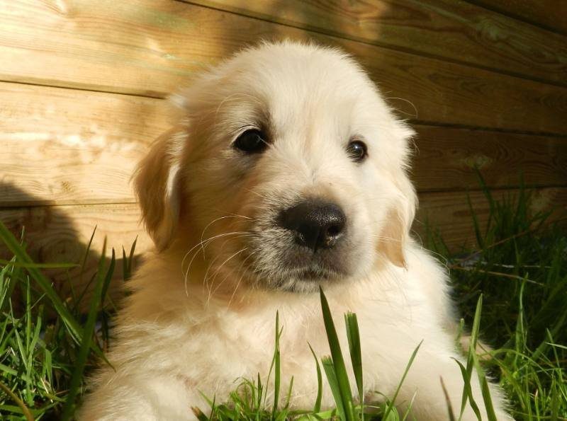 Golden puppy in the grass