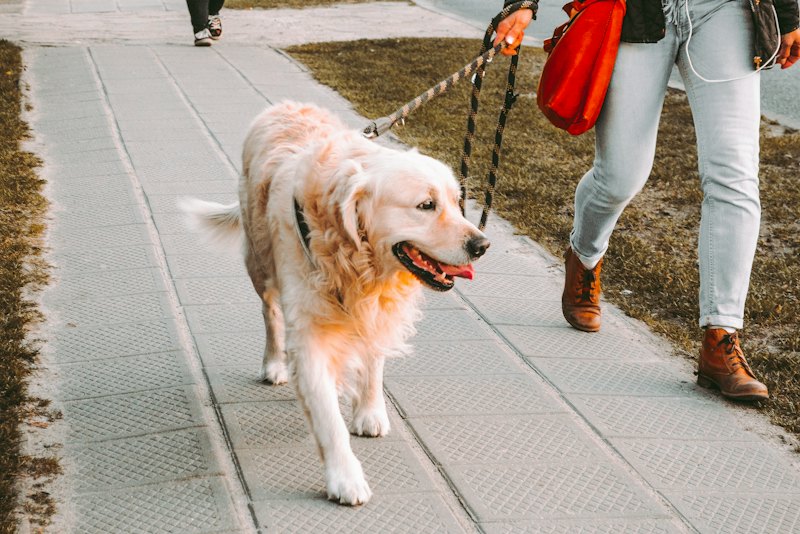 Older golden retriever on a walk beside its owner
