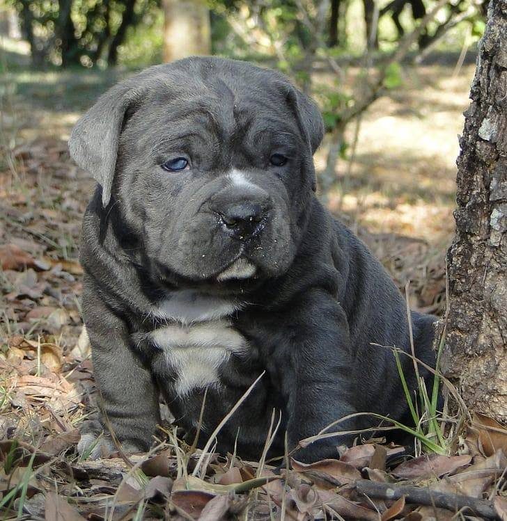 Gray puppy sitting on fallen leaves