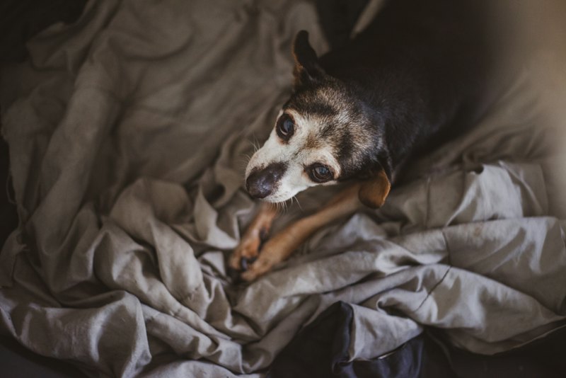 Small older dog settled in a bed