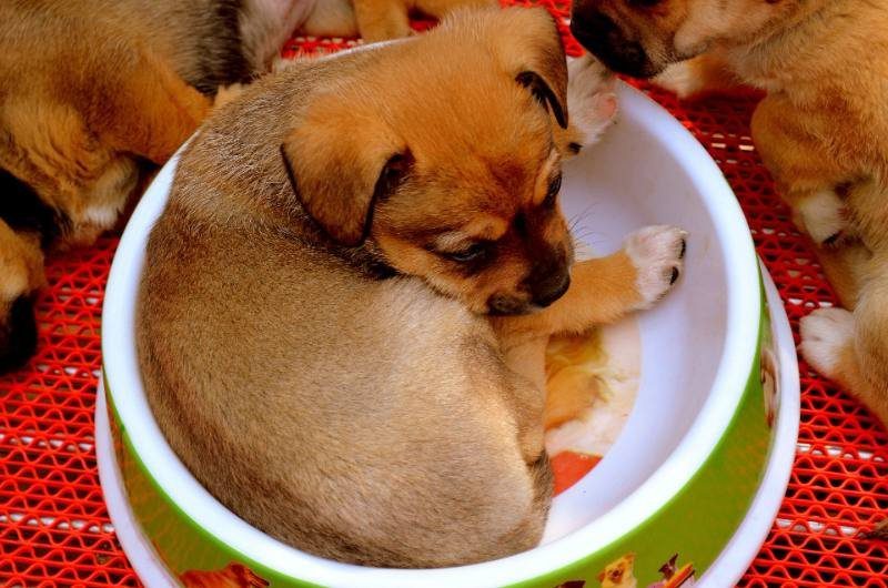 Puppy curled up inside a food bowl