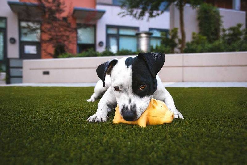 Puppy chewing a toy in a backyard