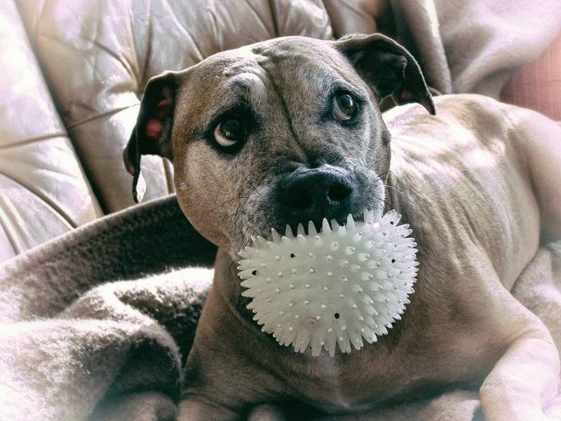 Puppy relaxing on a blanket with a spiky ball