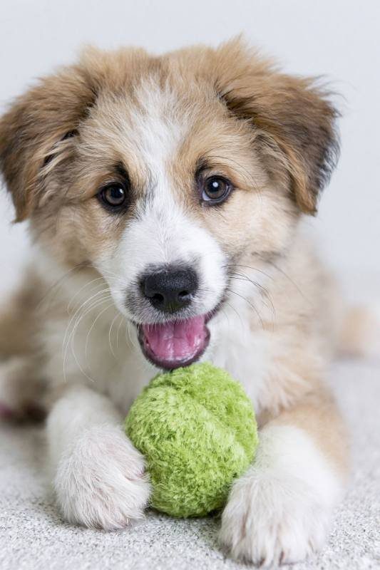 Fluffy puppy lying with a green ball