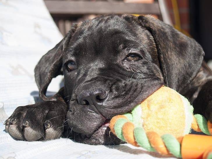 Puppy resting with a rope toy