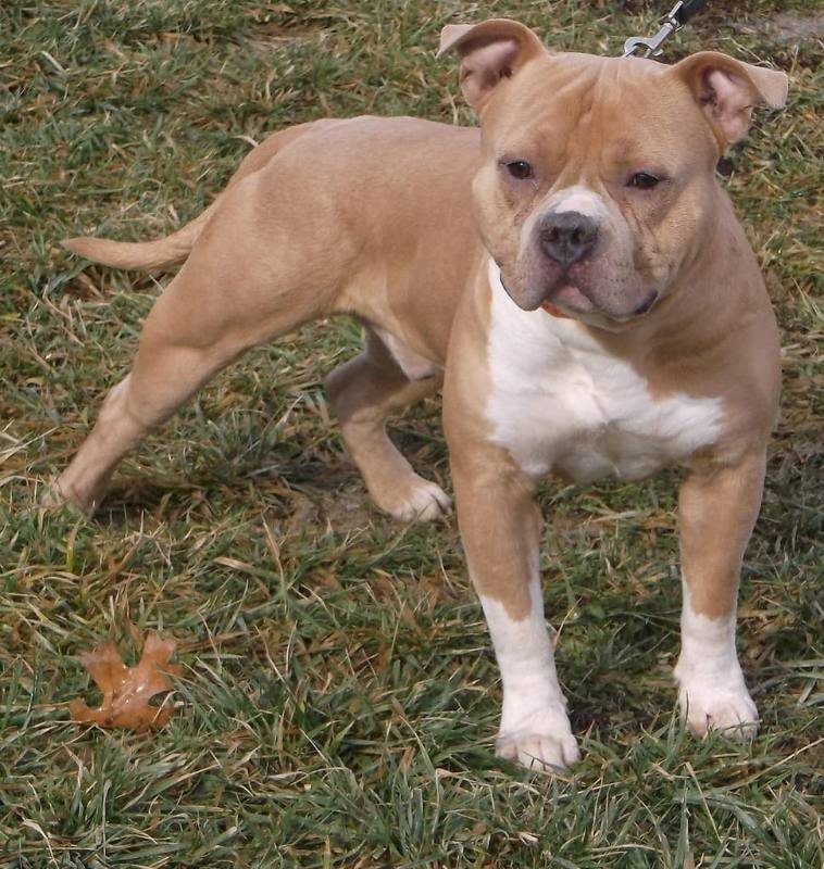 Dog standing in the grass