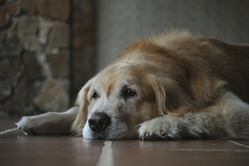 Older golden retriever resting on the floor