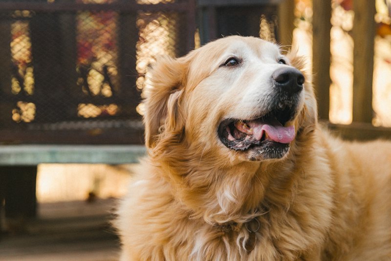Older golden retriever with a white face, smiling