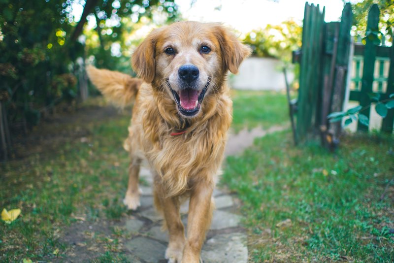 Older golden retriever trotting along a garden path