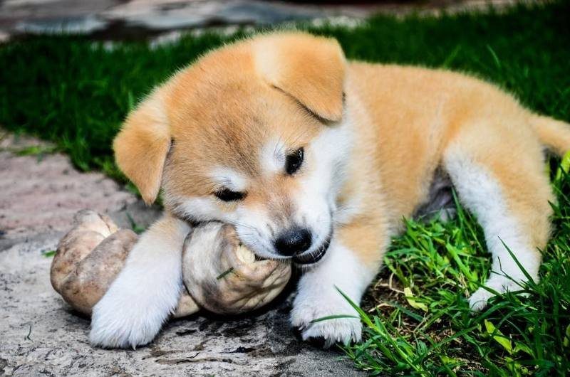 Shiba Inu puppy lying in the grass