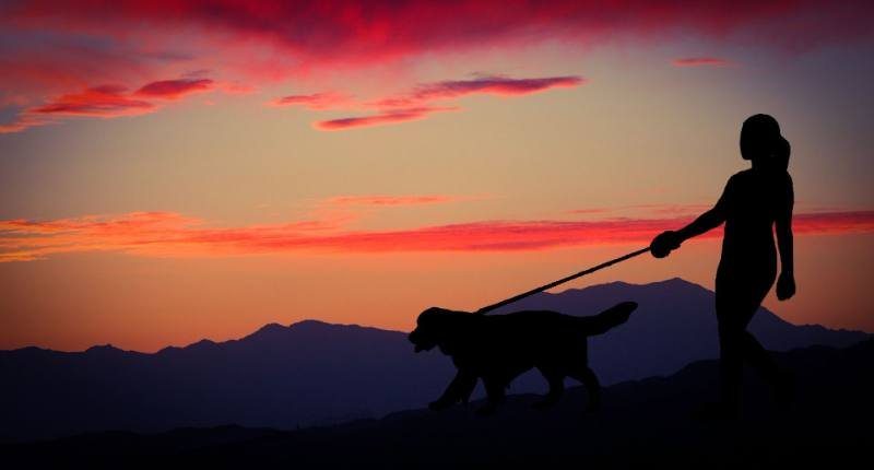 Person walking a dog at sunset