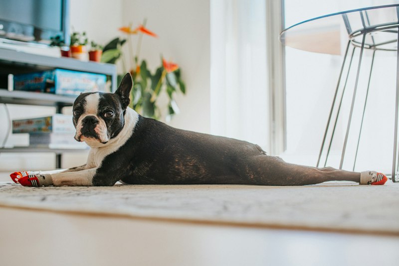 Boston terrier lying on a rug wearing red socks
