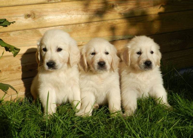 Three golden puppies sitting in the grass